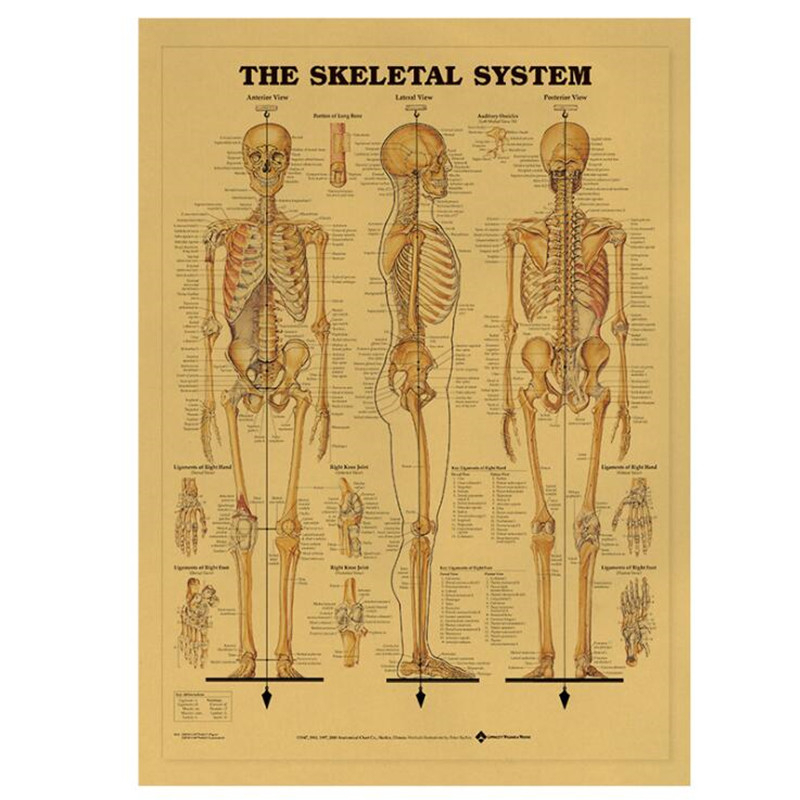 Home Decor Indonesia - Vintage Sistem Kerangka Medis Poster Kamar